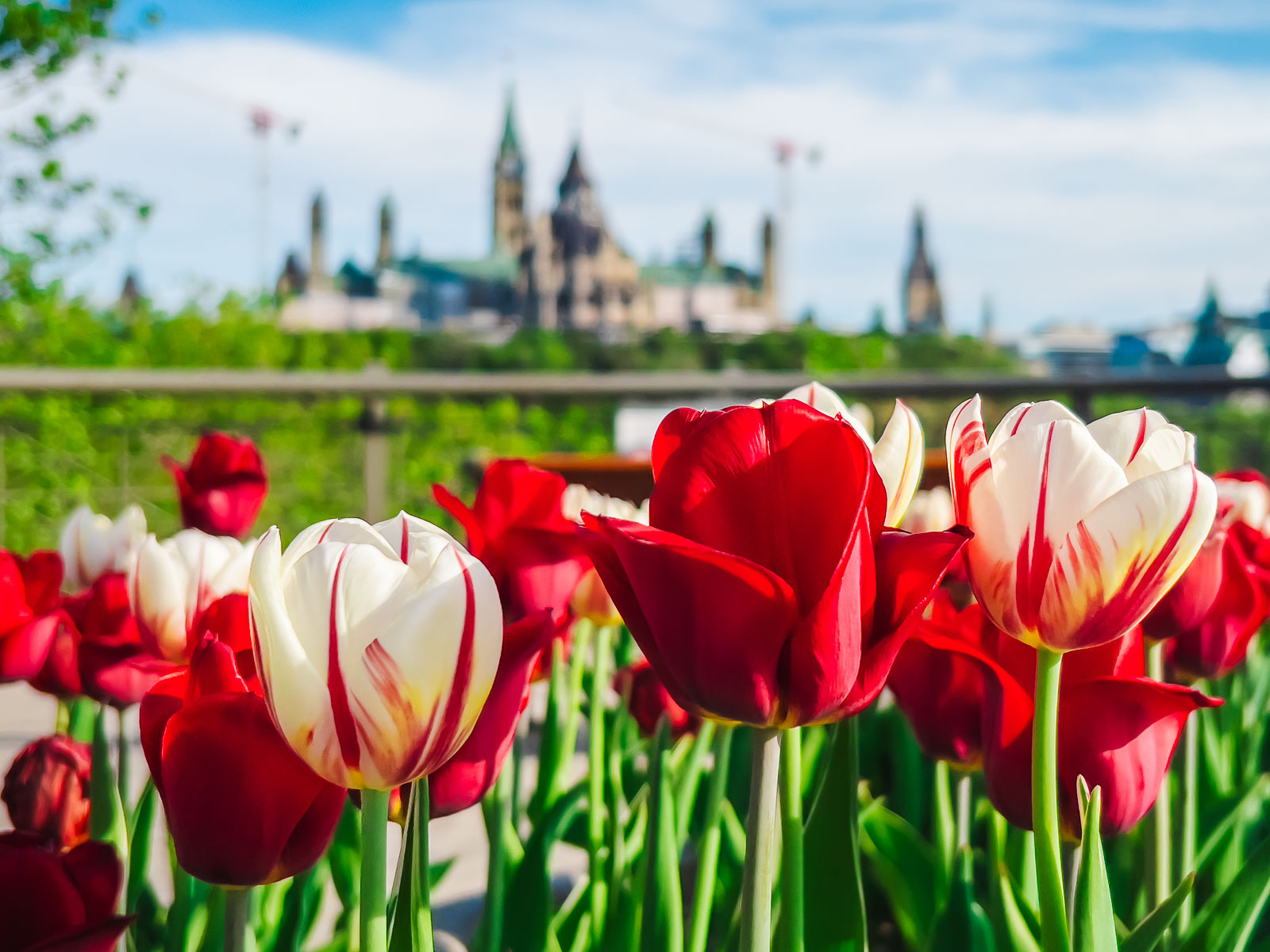How to Visit the Ottawa Tulip Festival - The Best and Biggest