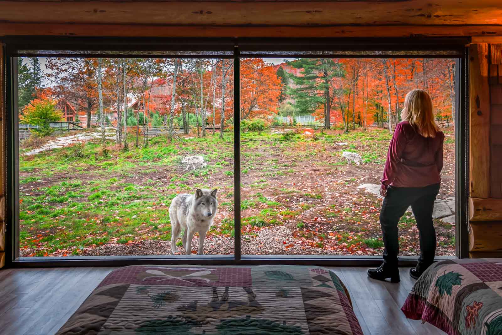 Parc Omega Wolf Cabins: A Weekend Sleeping With The Wolves